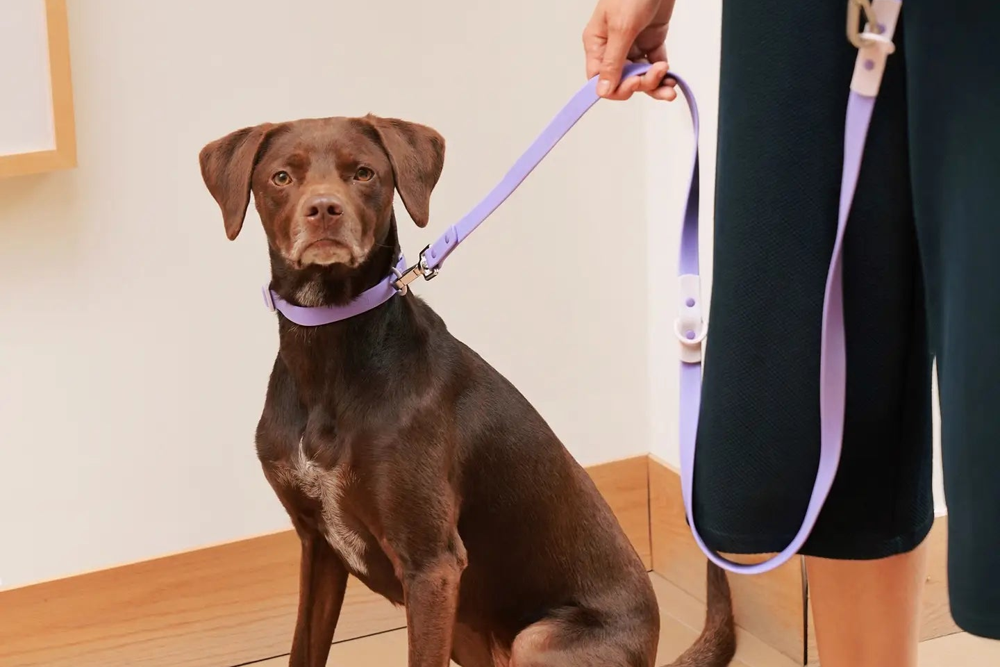 laisseimpermeablechienviolet2.png
