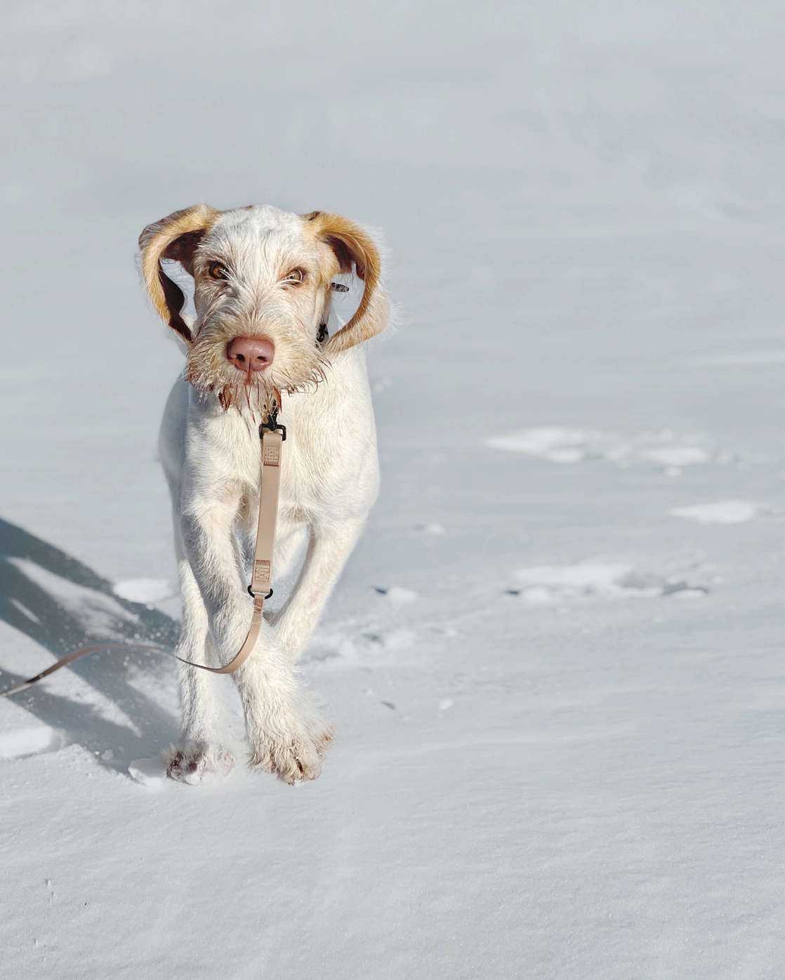 Longe pour chien ultra légère |  Muzon