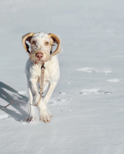Longe pour chien ultra légère |  Muzon