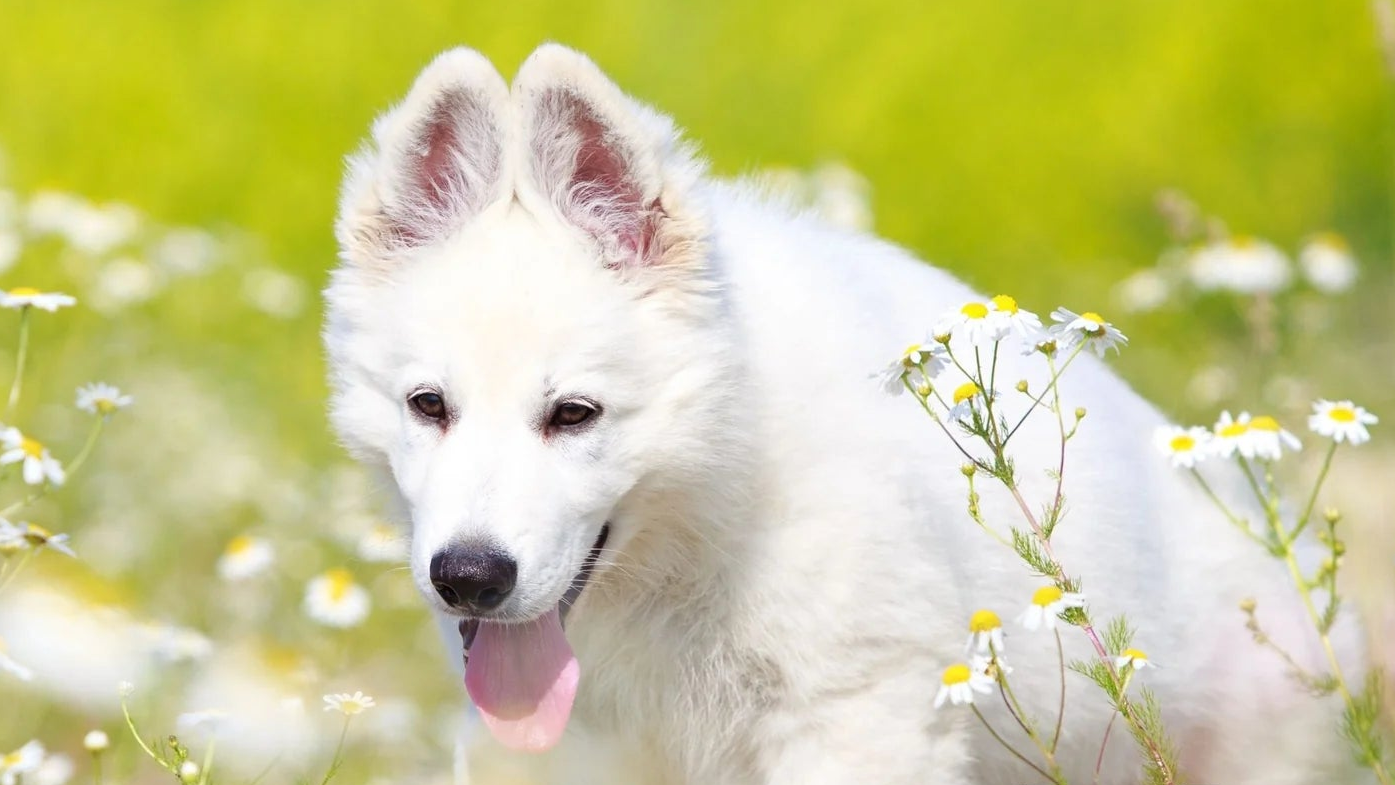 lotion-antiparasitaire-chien-dexter-mango-3.png