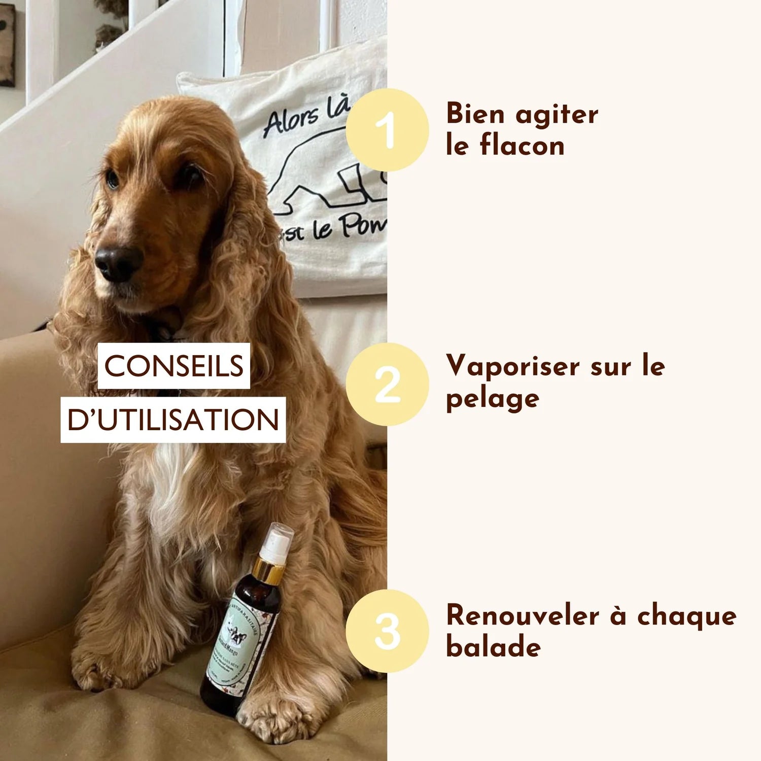 Lotion anti-parasitaires pour chiens