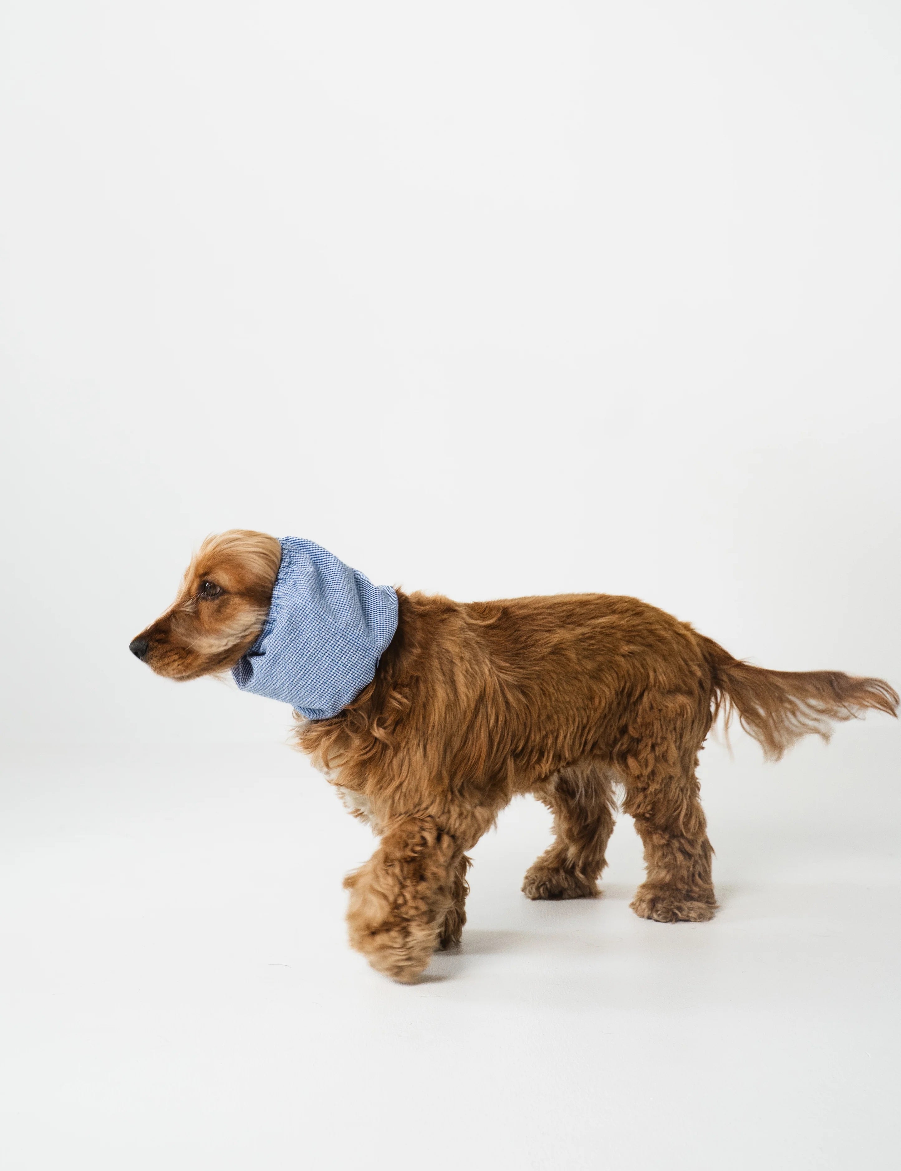 lou-and-co-snood-pour-chien-summer-santorini-3.jpg