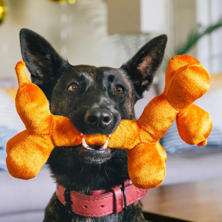 pet-play-ballon-chien2.jpg