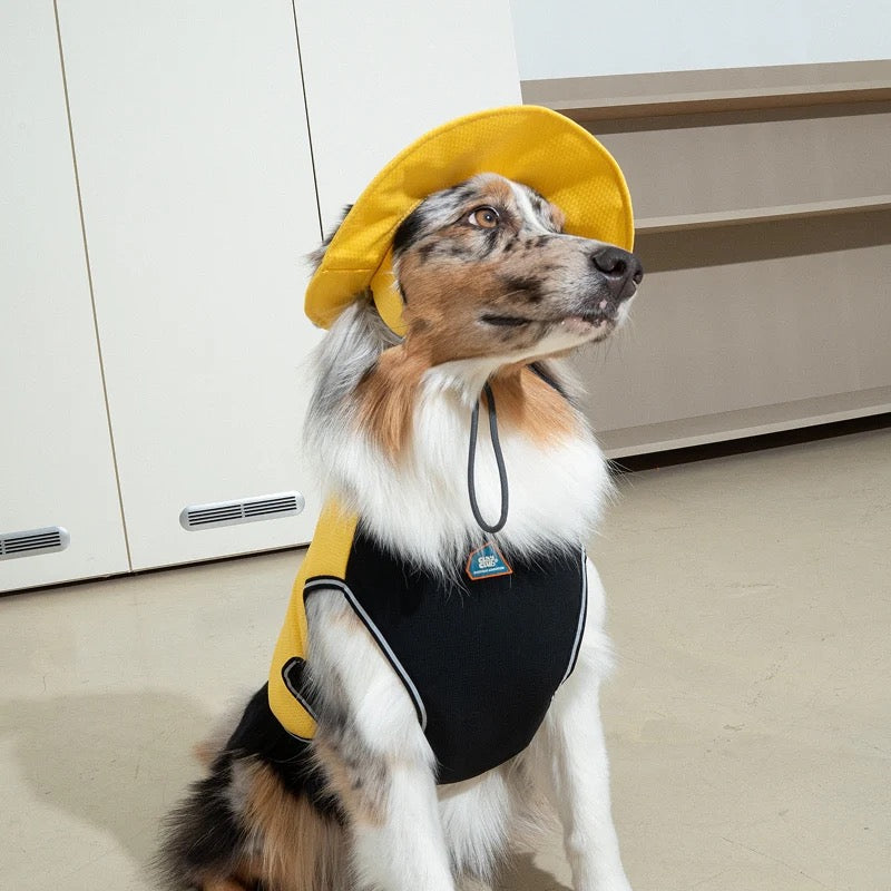 puppy-gallery-bob-jaune2.jpg