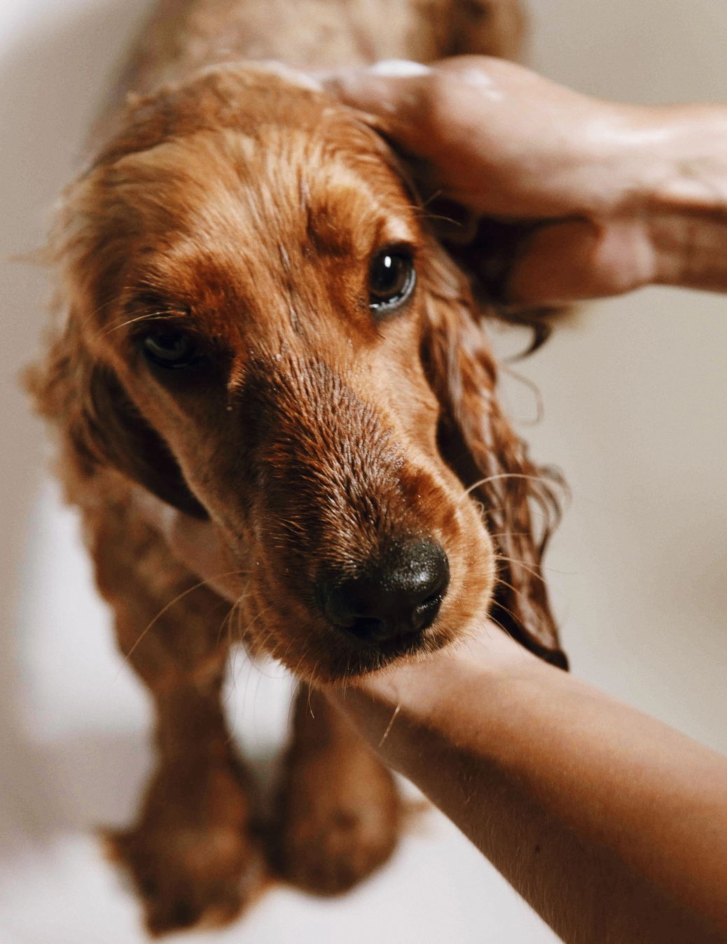 Shampoing doux bio-Soins-Toutou-Muzon