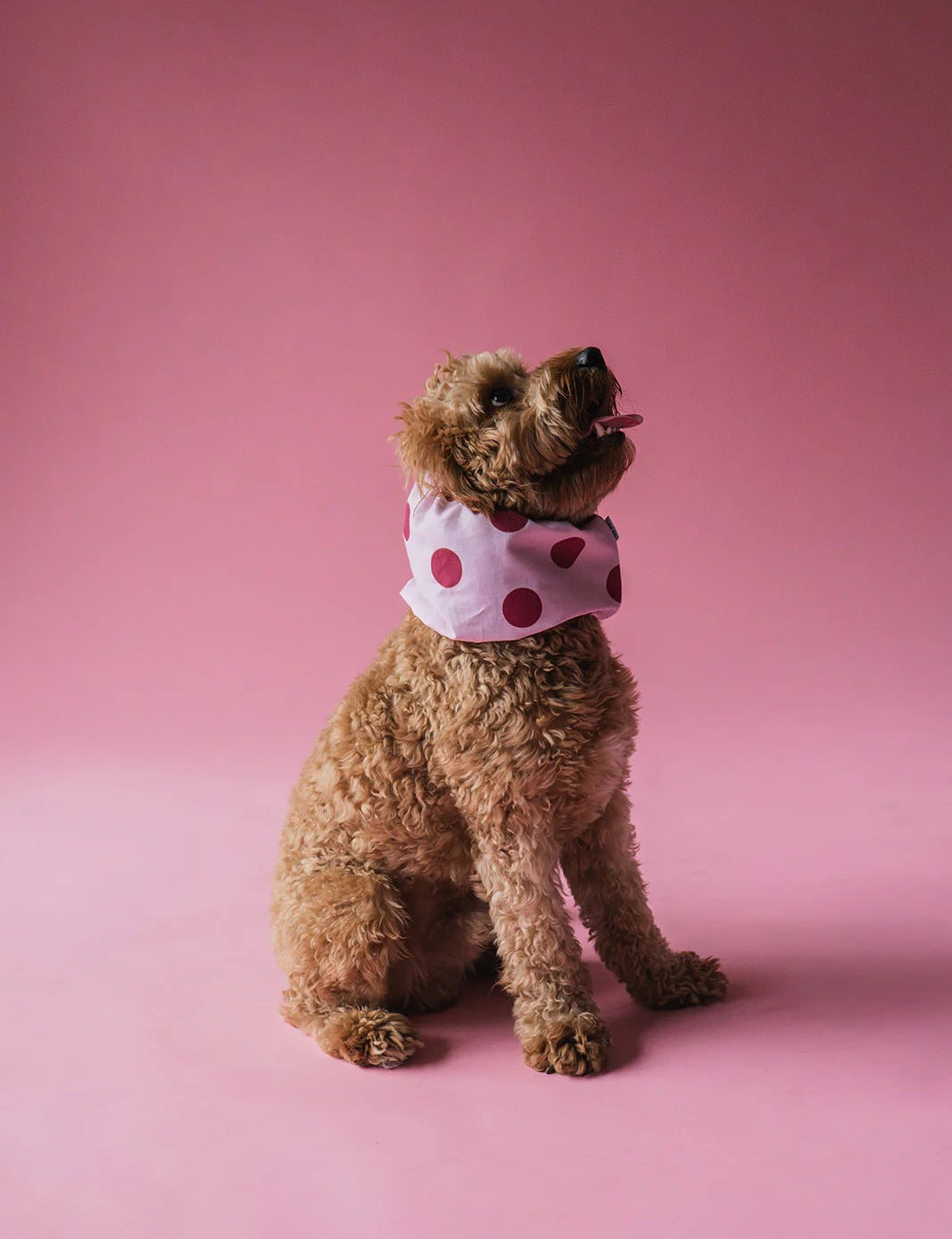 snood-pois-rose2.jpg