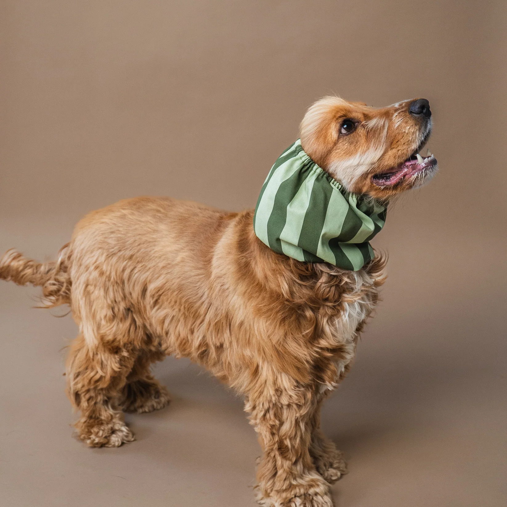 snood-pour-chiens-rayures-vertes-3.png
