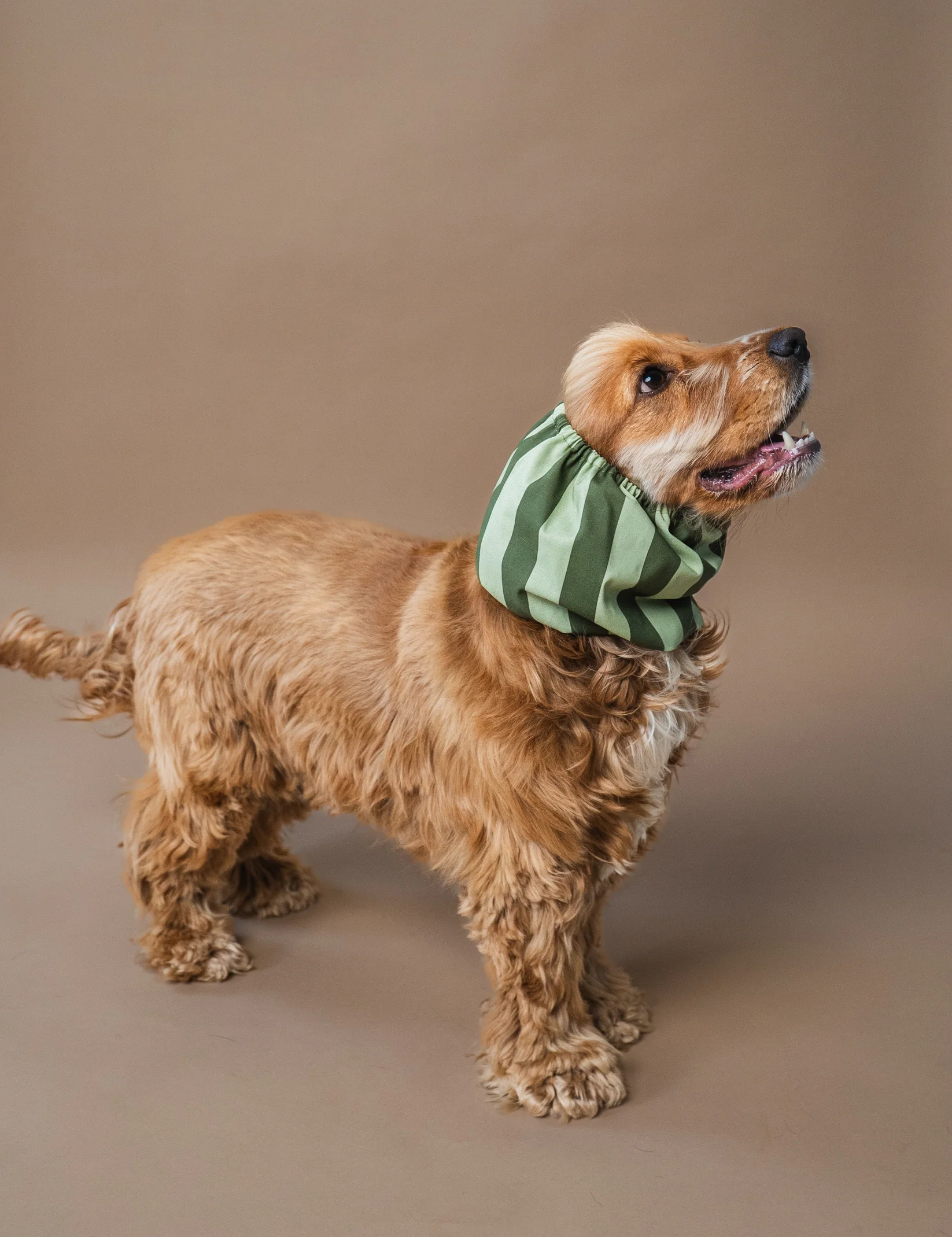 snood-pour-chiens-rayures-vertes-3.png
