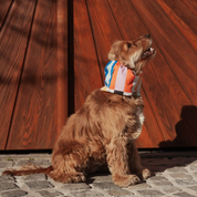 Snood - Rayures multicolores