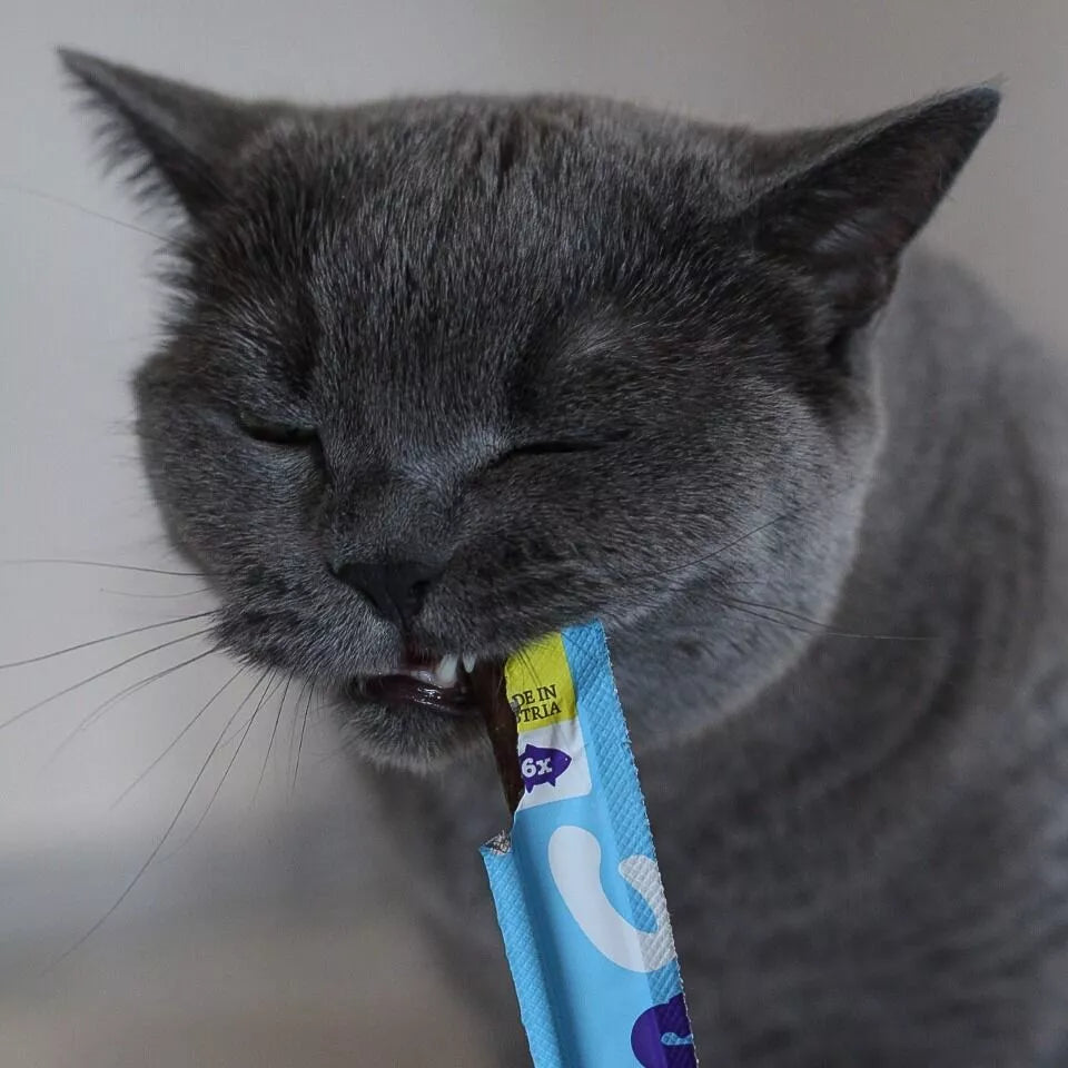 stickausaumonpourchat2.webp