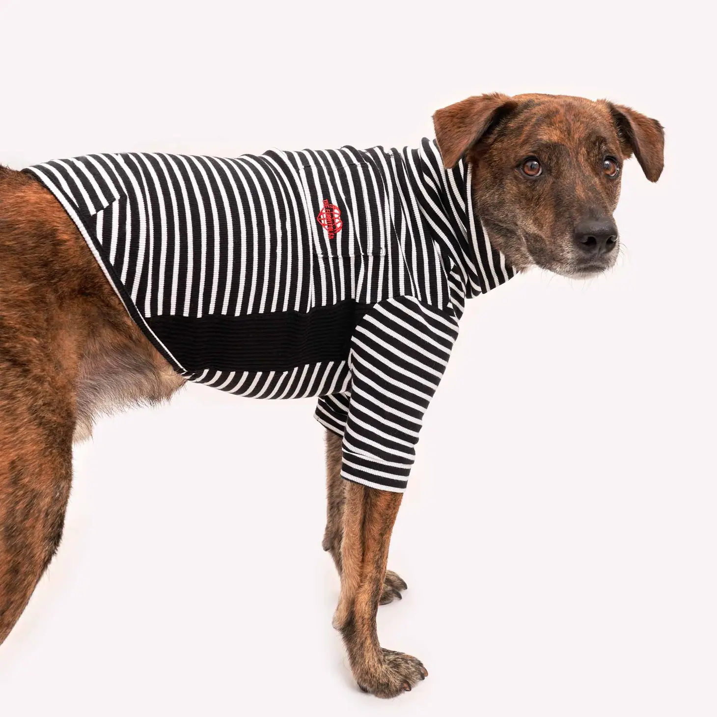Vêtement pour chien : T-shirt rayé noir et blanc