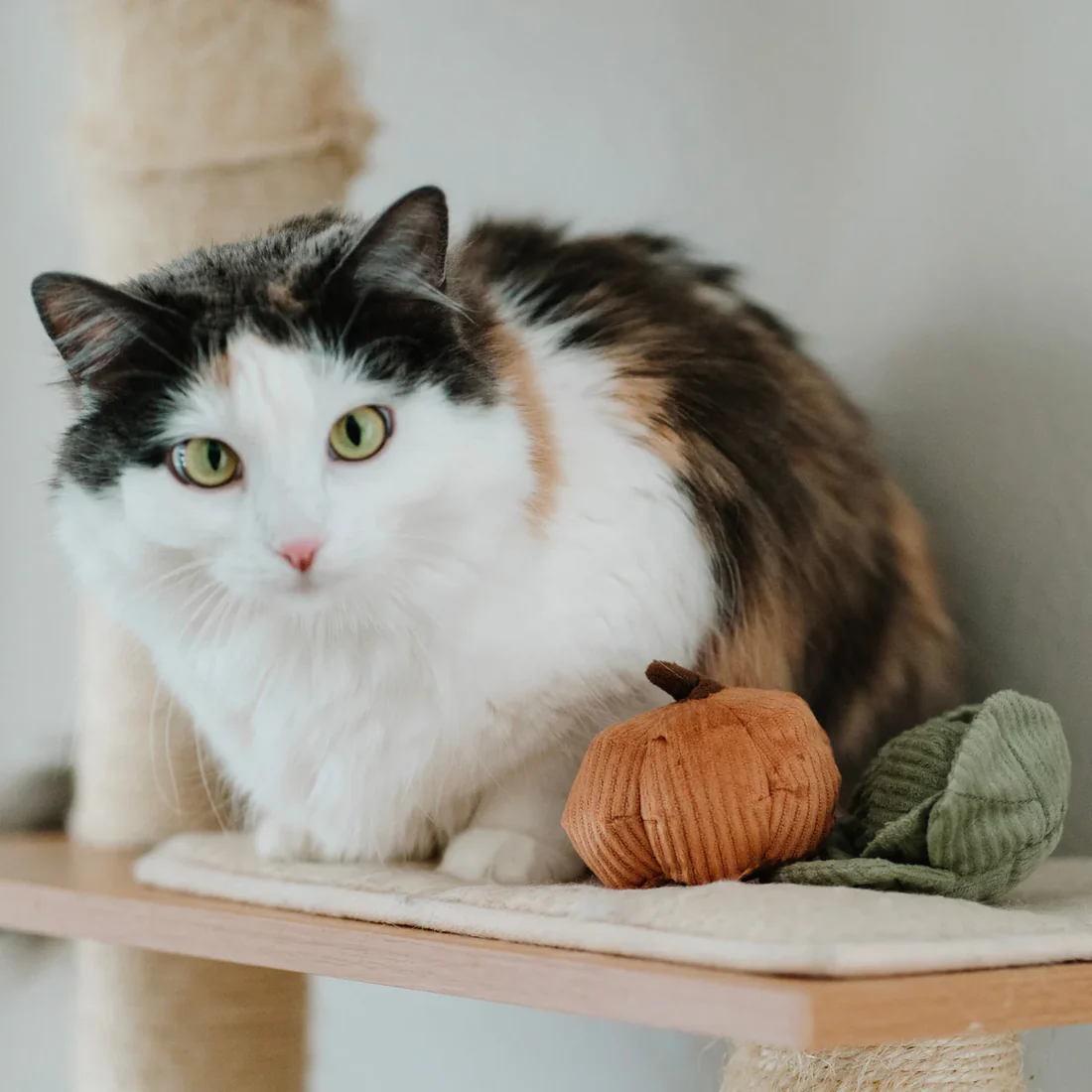 Jouet de fouille pour chat - Le chou